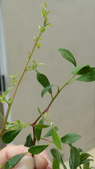 Diospyros simii