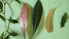 Diospyros simii
