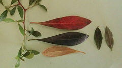 Diospyros simii