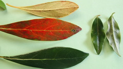 Diospyros simii