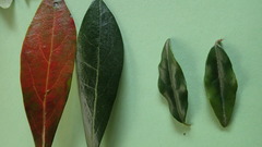 Diospyros simii