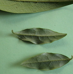 Diospyros simii