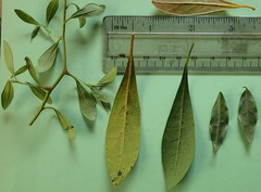 Diospyros simii