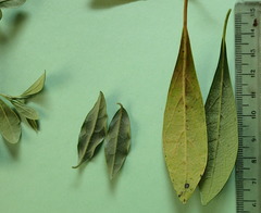 Diospyros simii