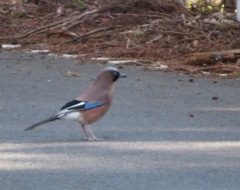 Garrulus glandarius japonicus