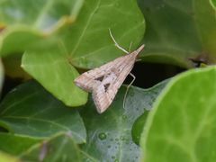 Diasemia monostigma