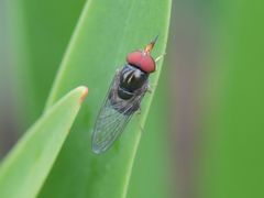 Rhingia caerulescens