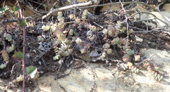 Crassula perforata perforata