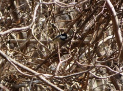 Periparus ater