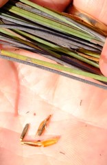 Anthochortus insignis