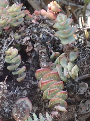 Crassula perforata perforata