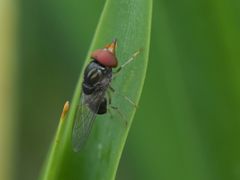 Rhingia caerulescens