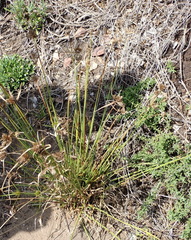 Cyperus polystachyos polystachyos