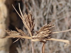 Cyperus polystachyos polystachyos