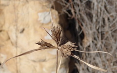 Cyperus polystachyos polystachyos