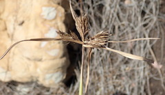Cyperus polystachyos polystachyos