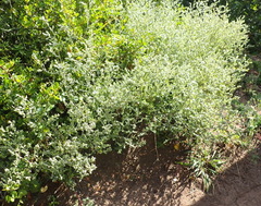 Manochlamys albicans