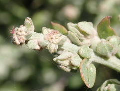 Manochlamys albicans