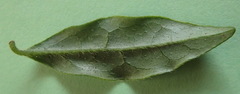 Diospyros simii