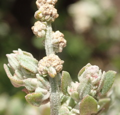 Manochlamys albicans