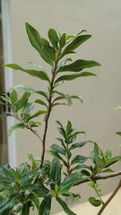 Diospyros simii