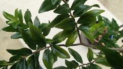 Diospyros simii
