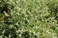 Manochlamys albicans