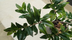 Diospyros simii
