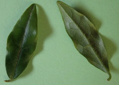 Diospyros simii