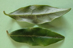 Diospyros simii