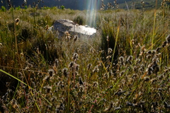 Anthochortus insignis