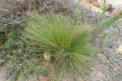 Ficinia acuminata