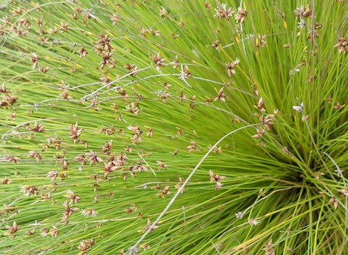 Image of Ficinia acuminata by (c) Nicola van Berkel, some rights reserved (CC BY-SA)