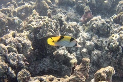 Chaetodon falcula
