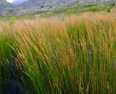 Askidiosperma nitidum