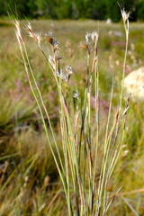Anthochortus insignis