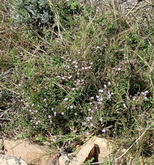 Limonium scabrum scabrum