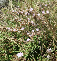 Limonium scabrum scabrum