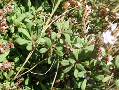 Limonium scabrum scabrum