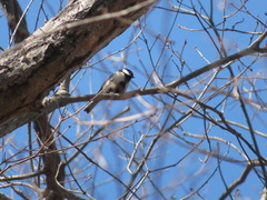 Parus minor