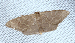 Idaea coercita