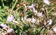 Limonium scabrum scabrum