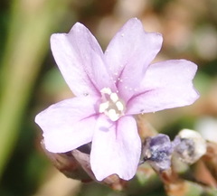 Limonium scabrum scabrum