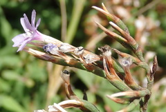 Limonium scabrum scabrum