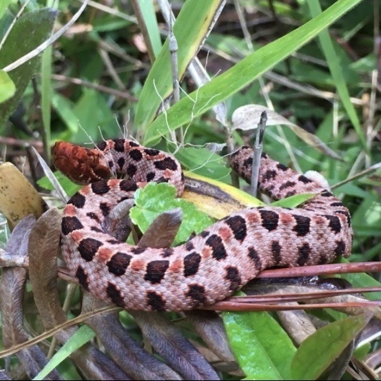 Pygmy Rattlesnake
