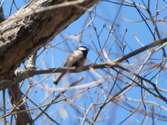 Parus minor