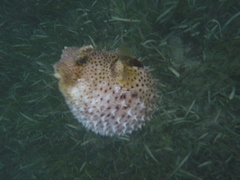 Chilomycterus antennatus