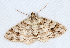 Myrioblephara desumpta