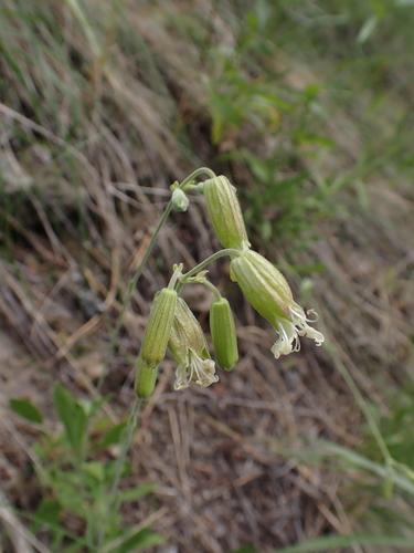 Image of Douglas' Catchfly (Silene douglasii) by (c) Aiva Noringseth, some rights reserved (CC BY)