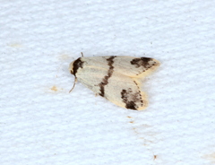 Thallarcha sparsana